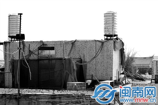 鸭子养在天台上，粪便味难闻