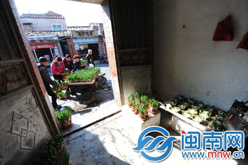 西街的水仙花就开始热卖