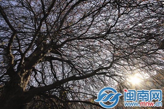 冬日暖阳下，姿态潇洒的榔榆枝条，零星红叶来点缀