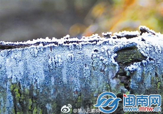 树木上结霜了