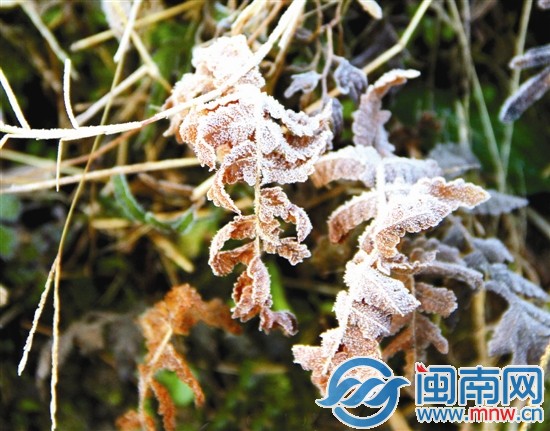 永春达埔,树叶上也结霜了