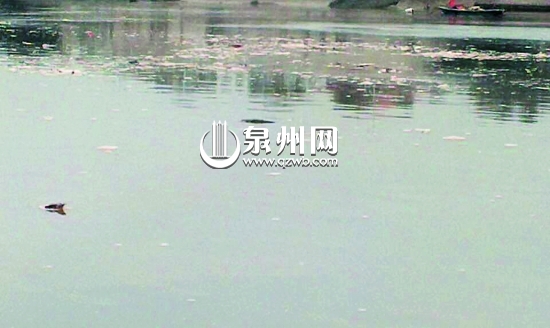 晋江笋江桥段大量垃圾漂浮吓跑冬泳者
