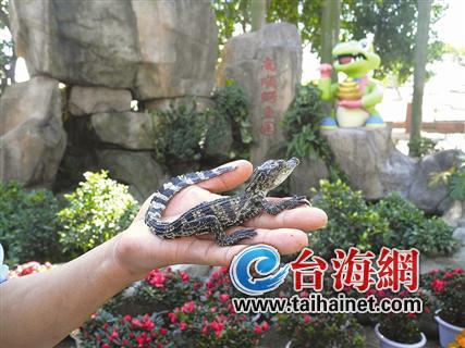 袖珍鳄鱼