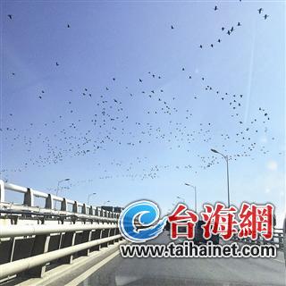 集美大桥上空现大群飞鸟