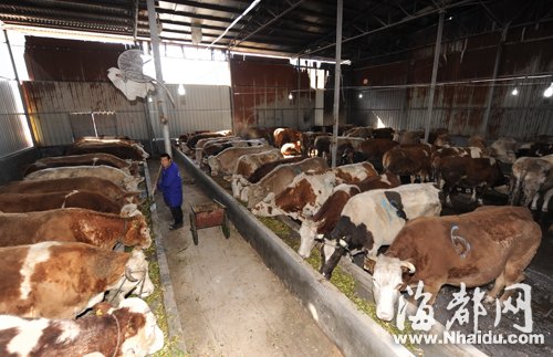 本地牛肉多是“外来客” 本地土牛难觅踪影