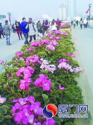 绿叶红花迎新春