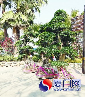 枝叶繁茂的榕树盆栽