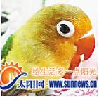 小鹦鹉