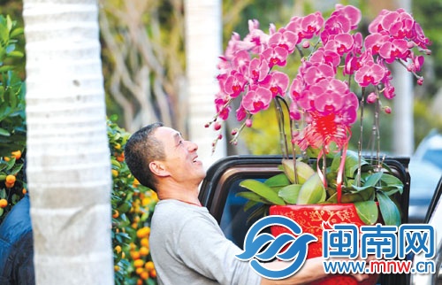 春节将至，抱得满怀春色（昨日17时21分，摄于泉州市 