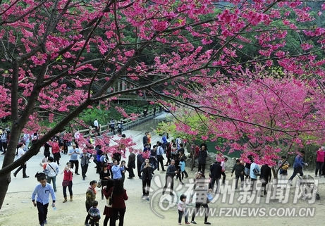 福州森林公园樱花园