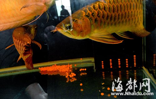 金龙鱼产“金蛋”