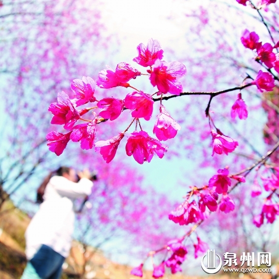 图为在南安市英都镇良山樱花农场，游人观赏知春怒放 