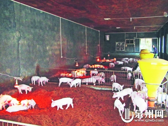 发酵床使猪的粪便、污水通过发酵有效分解