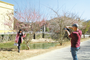 南靖梅林镇数千株梅花迎春怒放
