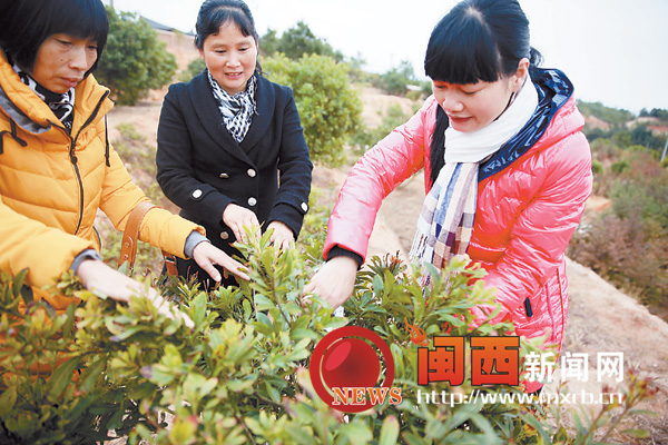 连城各级农技员深入田间指导春季生产技术