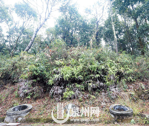 充满传奇色彩的“龙虾眼”