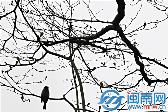 阴沉的天气，鸟儿立在枝头上叽叽喳喳地叫着