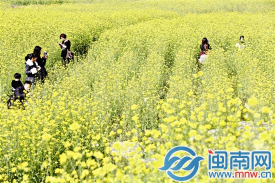长泰县古山重村的油菜花盛开，吸引不少游客