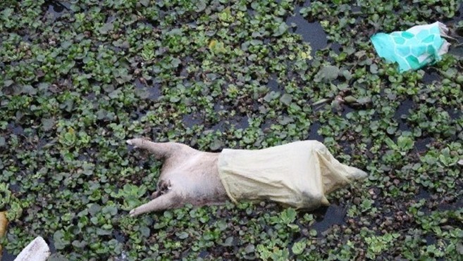 漳浦赤湖江面上漂浮着数百只死猪1