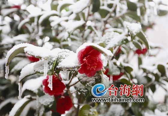 龙岩连城县迎来了马年的第一场大雪1