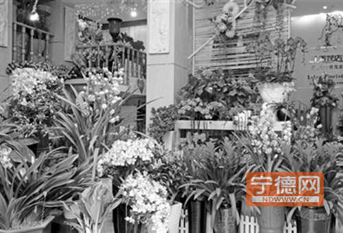 春节“贺岁”盆栽销售旺 鲜花价格涨幅大