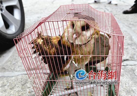 草鸮