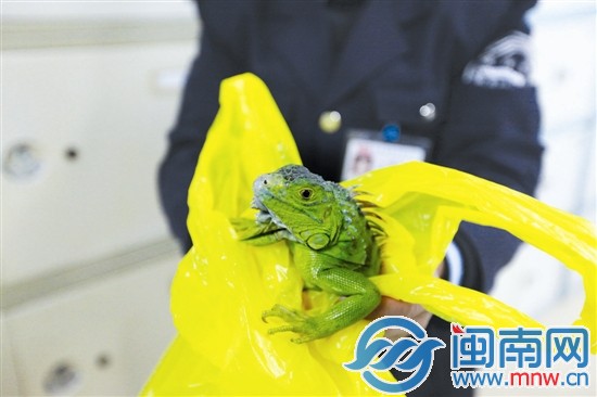 老杨将蜥蜴从水沟里救上来