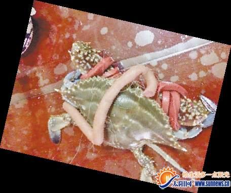 一只蟹绑了两条粗皮筋