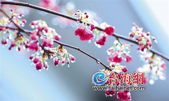 龙岩漳平永福樱花微电影应景开拍 讲述两岸情缘1