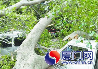 240多岁的榕树在夜里轰然倒下