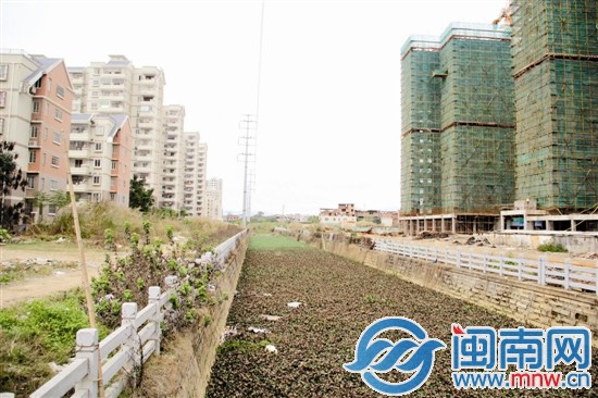 甘棠支流惠民花园段长满了水草
