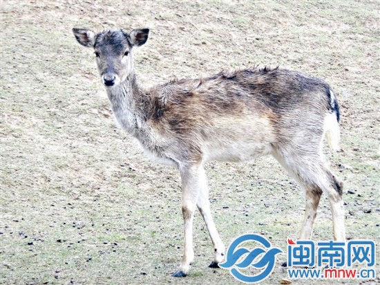 海沧野生动物园内只剩下一只雌性黇鹿