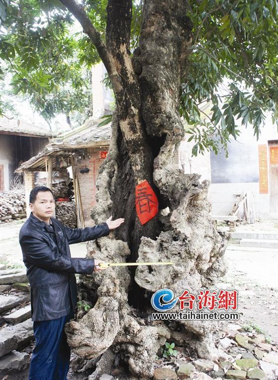 南靖一老龙眼树头空心处长出一棵新龙眼树