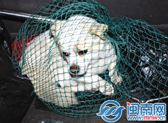 小狗长得可爱，却性情不稳容易伤人