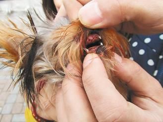 小狗外出散步遇老鹰被当猎物1