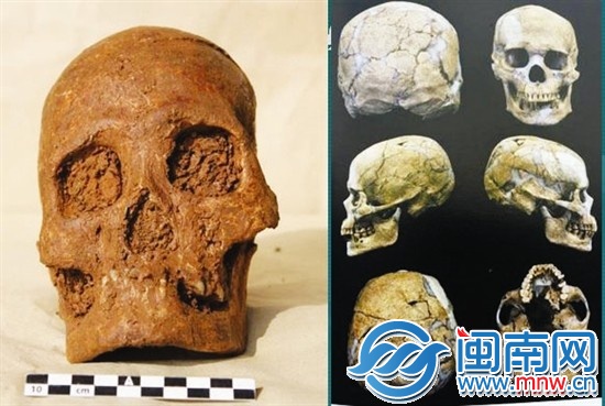 南山发现的头骨（左）与澎湖亮岛1号男性头骨（右） 