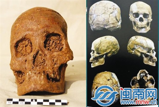 南山发现的头骨（左）与澎湖亮岛1号男性头骨（右） 