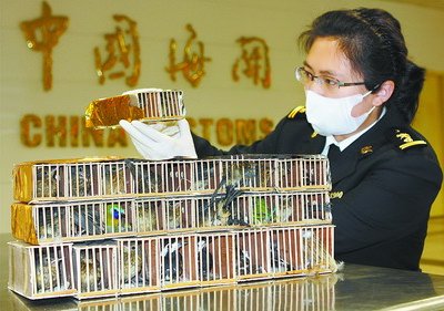 查获的活鸟
