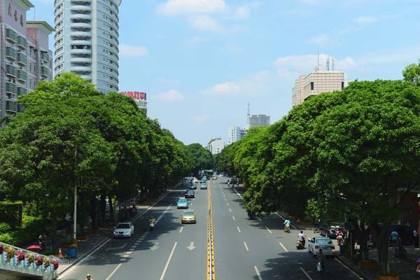漳州市区胜利路的芒果树作为行道树整齐美观又遮阳