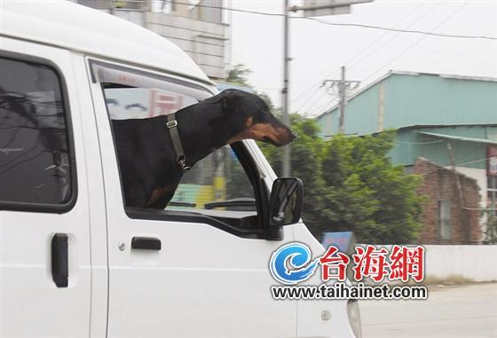 龙海省道面包车副驾驶座上大狗探出头
