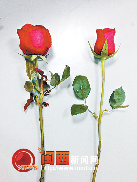 记者探访岩城花店 一些商家将月季充当玫瑰卖