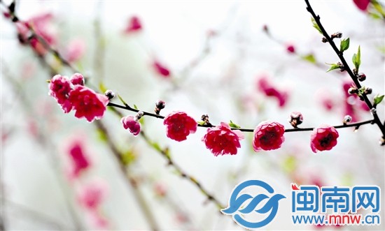红艳艳的桃花更加娇艳欲滴