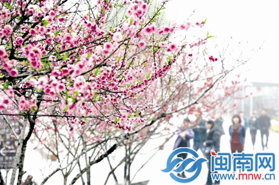 永春北溪桃花带水引来游客