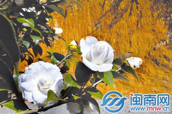 茶花盛开