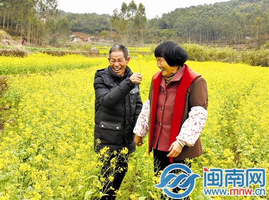 南安金淘艺林村的油菜花陆续开了