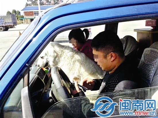 小车前排坐大狗