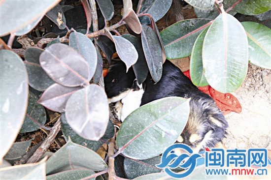 灌木丛中，一只黑色流浪狗身下躺着一只嗷嗷待哺的小狗