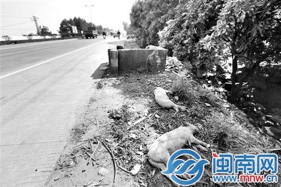 死猪就被丢放在垃圾堆边上