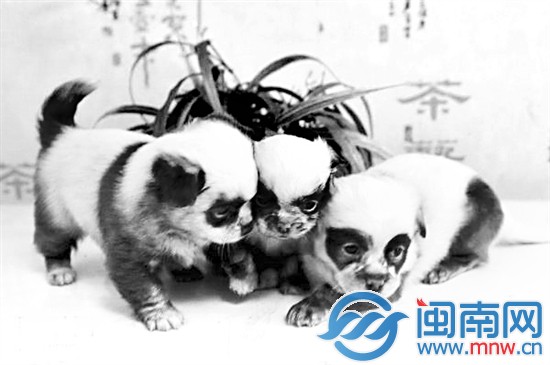 它们是“熊猫狗”