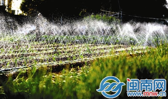 阳春三月将近，菜地里绿油油的